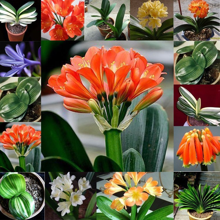 new-font-b-clivia-b-font-seeds-font-b-plants-b-font-bonsai-font-b-clivia.jpg