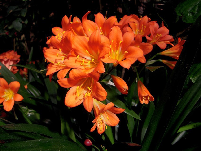 Clivia_miniata01.jpg
