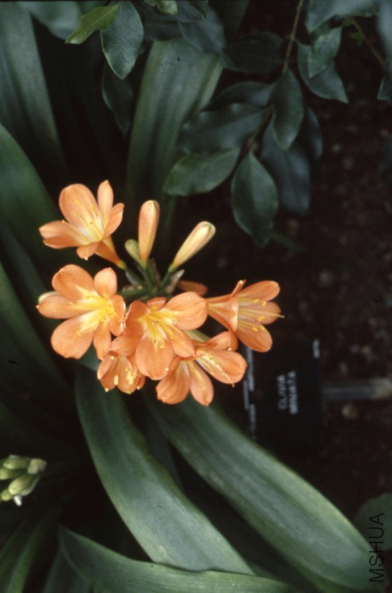 KAMRY000015_Clivia_miniata.jpg