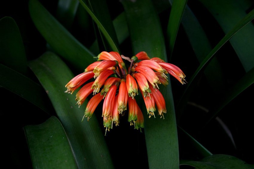 1280px-Clivia_nobilis00.jpg