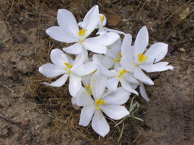 Gethyllis lanuginosa.jpg