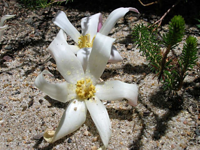 Gethyllis_ciliaris_AH13.jpg