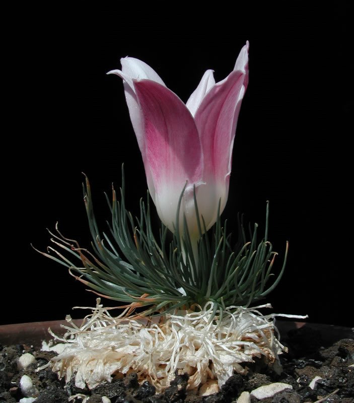 Gethyllisgrandiflora2010-5PB1.jpg