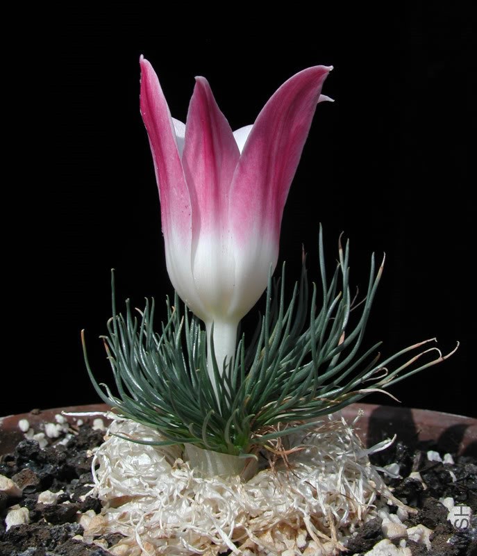 Gethyllisgrandiflora2010-7PB2.jpg