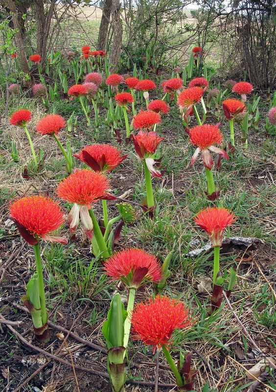 amal_scadoxus_puniceus_rvbli_0027_1_3496_a34255.jpg