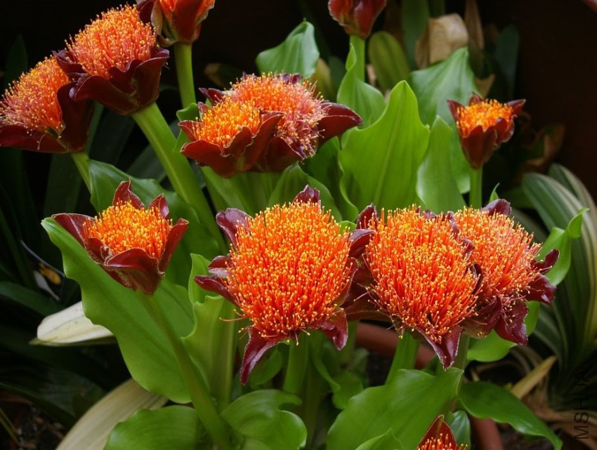 Scadoxus puniceus.JPG