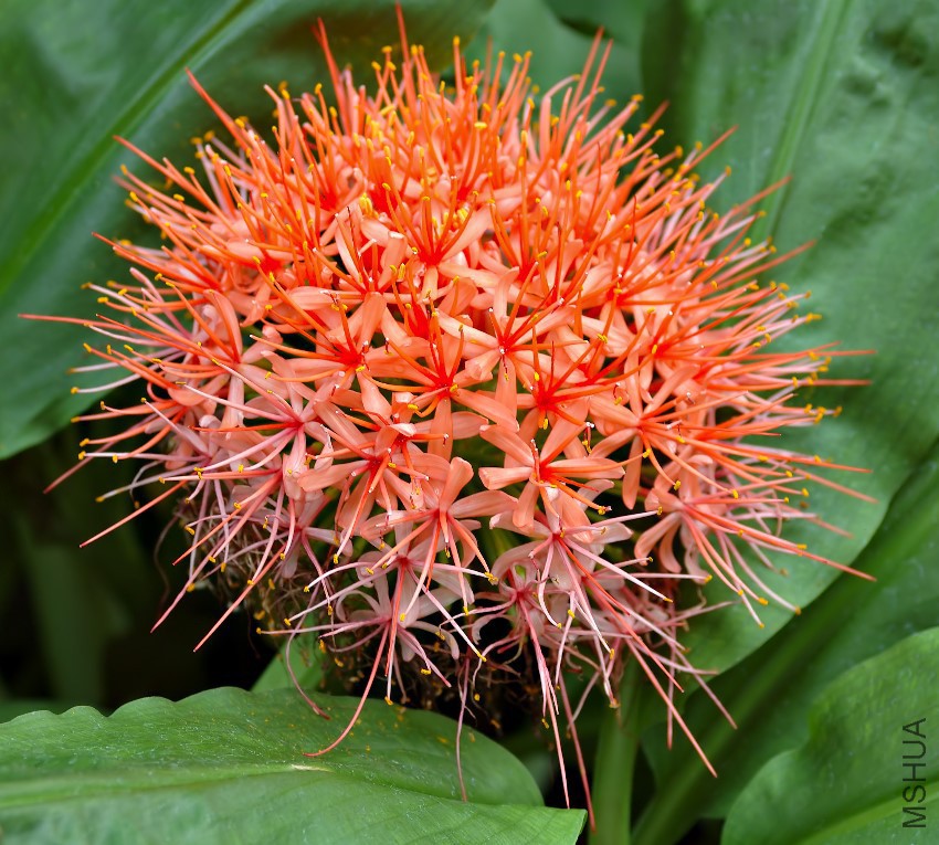 Scadoxus_cinnabarinus_-_blossoms_(aka).jpg