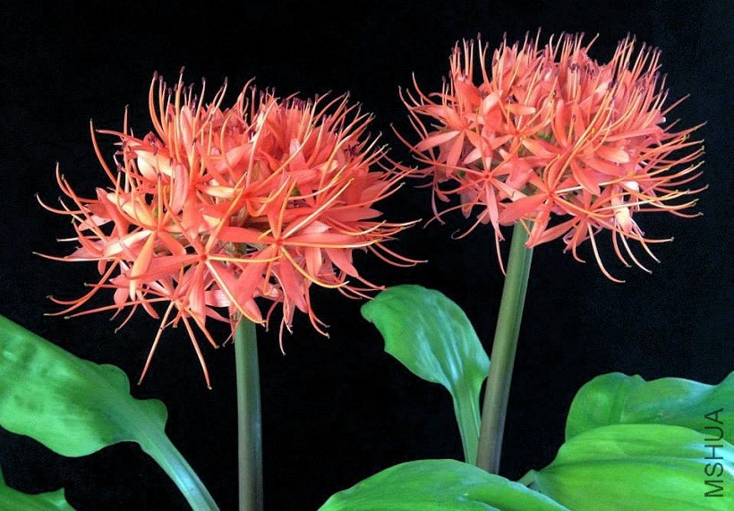 Scadoxus_cinnabarinus_Martin_Grantham_17.jpg