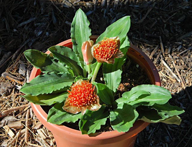 Scadoxus_membranaceus_msi.jpg