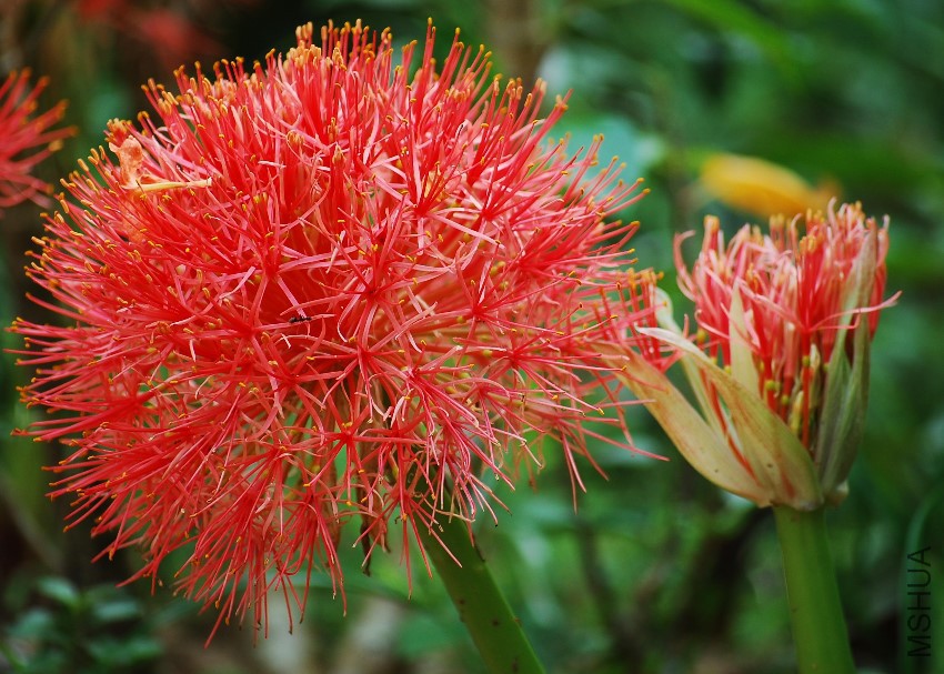 Scadoxus_multiflorus2363661828.jpg