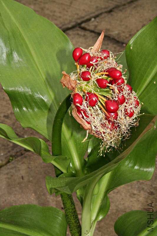 scadoxus_puniceus_1.jpg