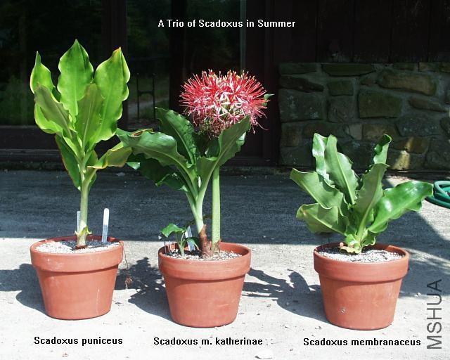 Scadoxus_trio-08-27-02_m.jpg