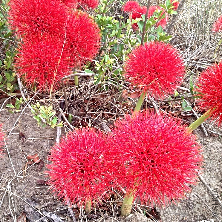 scadoxus-multiflorus-blood-lily-[2]-4159-p.png