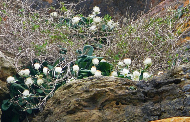 haemanthus_albiflos1.jpg