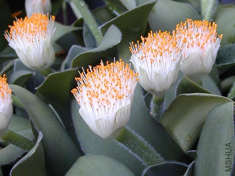 Haemanthus_albiflos1C2000.jpg