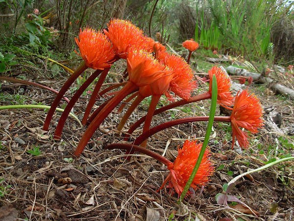 Haemanthus_canaliculatus_BettysBay_CM3.jpg