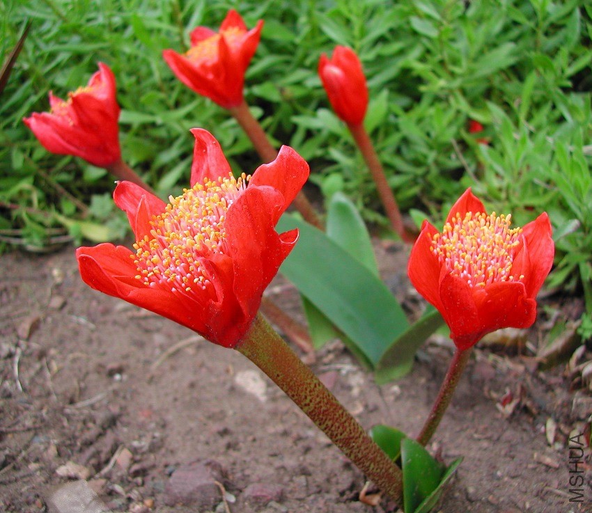 Haemanthus_coccineus_3815.jpg