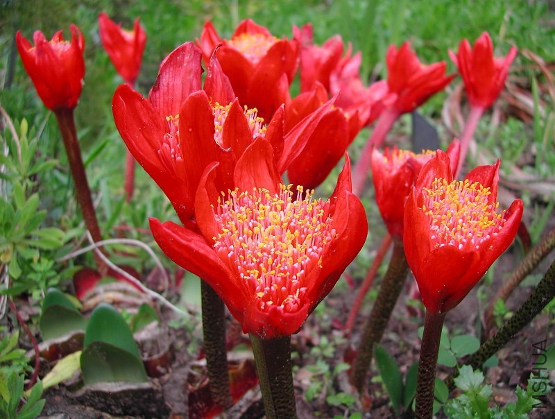Haemanthus_coccineus_Paintbrush_Lily_0425-3.jpg