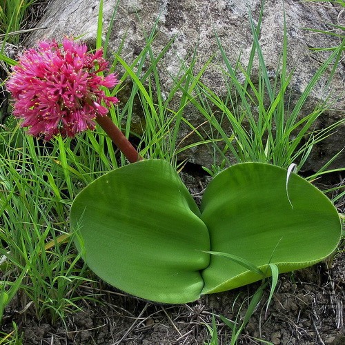 Haemanthus_humilis_500X500.jpg