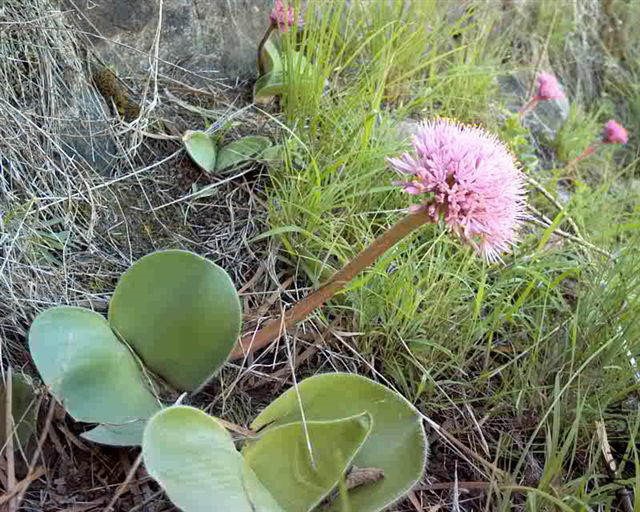 Haemanthus_humilis_ThomasRiver.jpg