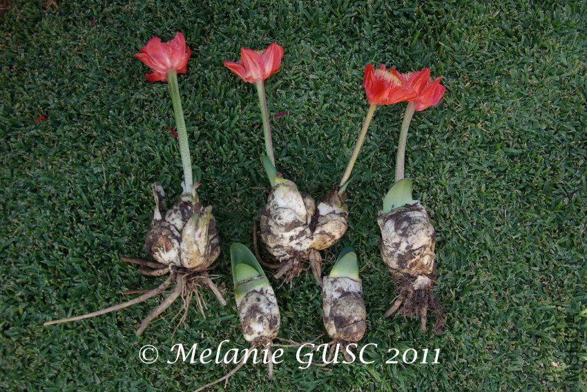 Haemanthus1 copy.jpg