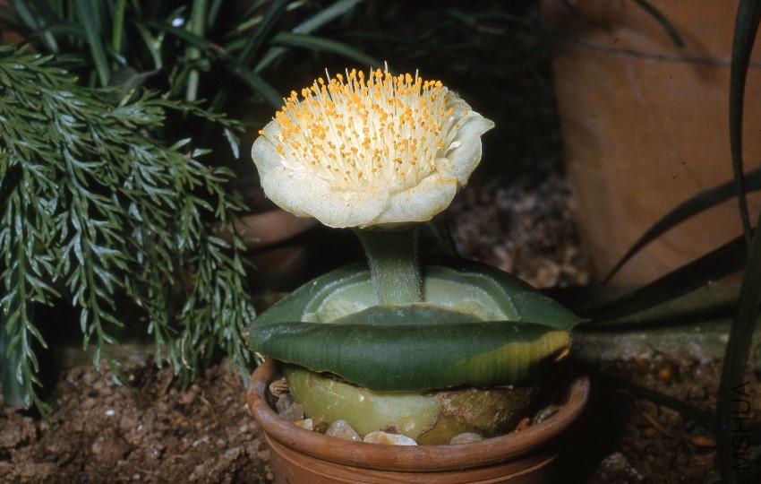 KAMRY000060_Haemanthus_deformis.jpg