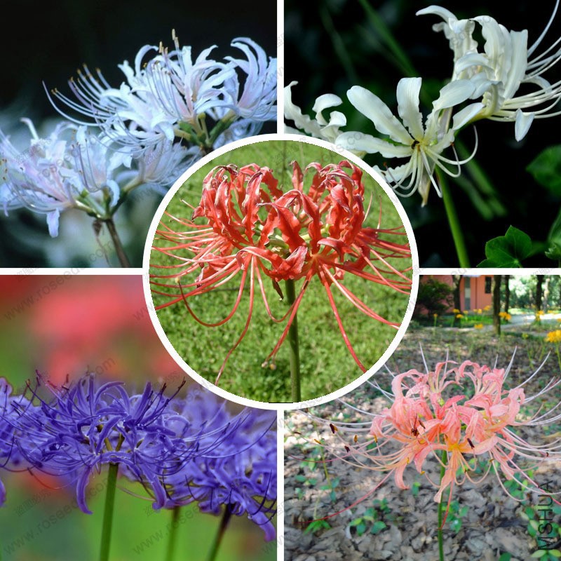 -font-b-Lycoris-b-font-flower-seeds-and-a-variety-of-beautiful-colors-font-b.jpg