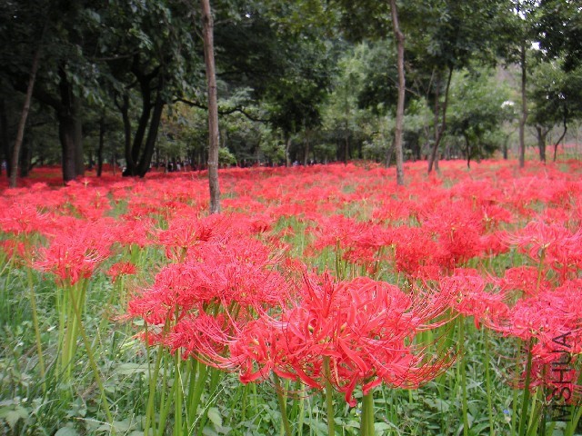 Lycoris_radiata_Ans1.jpg