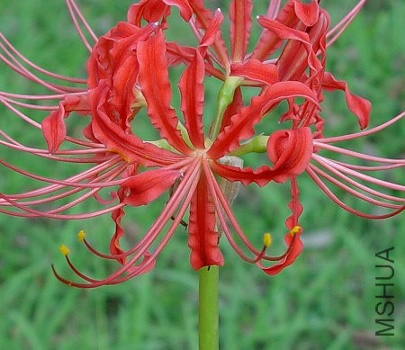 Lycoris_radiata_flower2.jpg