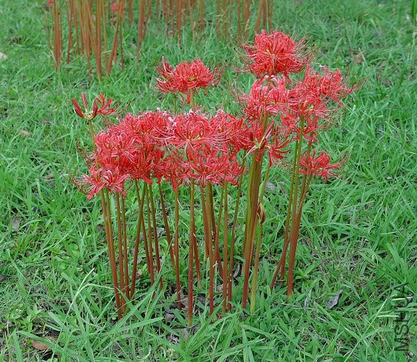Lycoris_radiata_plant.jpg