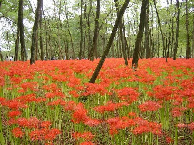 Lycoris_radiata_radiata_MK1.jpg