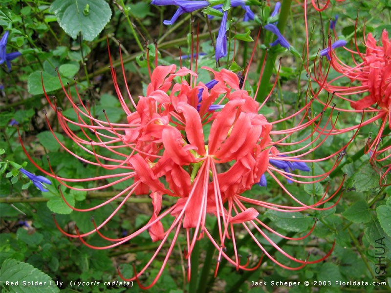 Lycoris_radiata800b.jpg