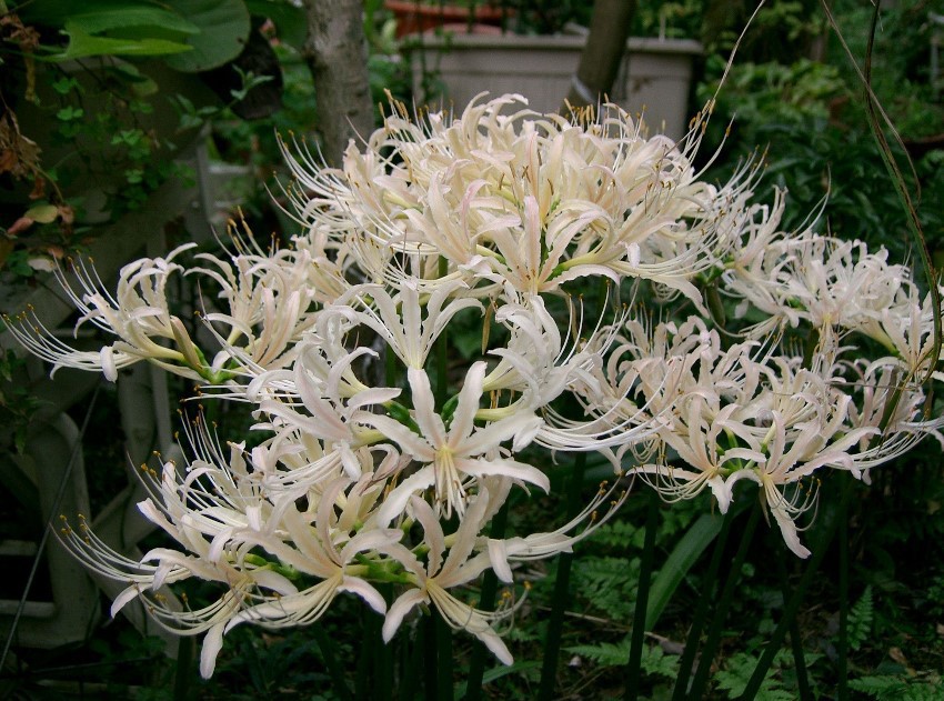 Lycoris_sp2.jpg