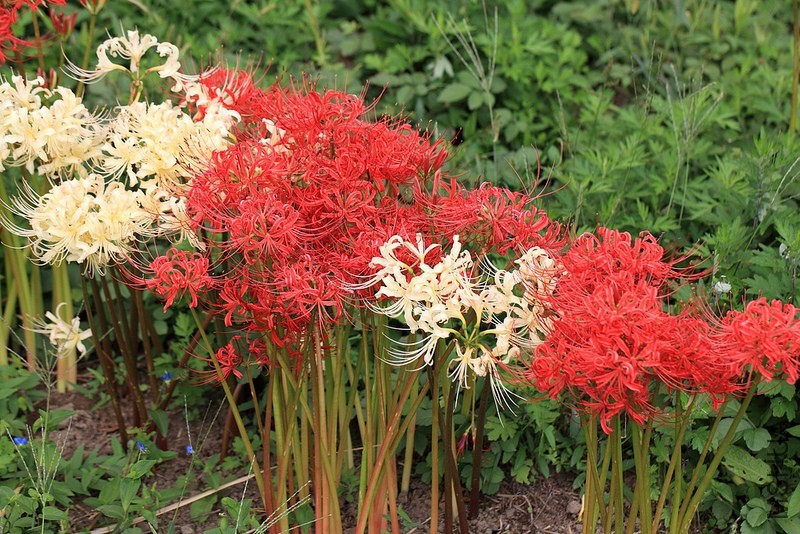 lycoris-lilies.jpg