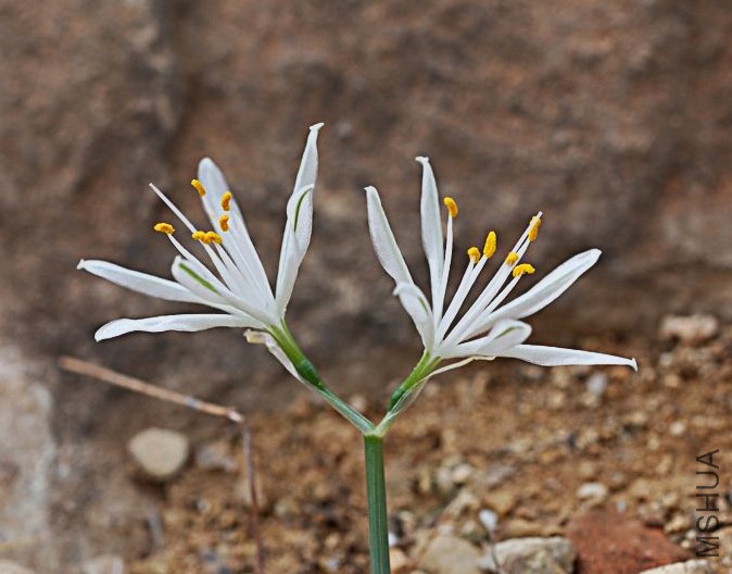 hannonia-hesperidum-photo4.jpg