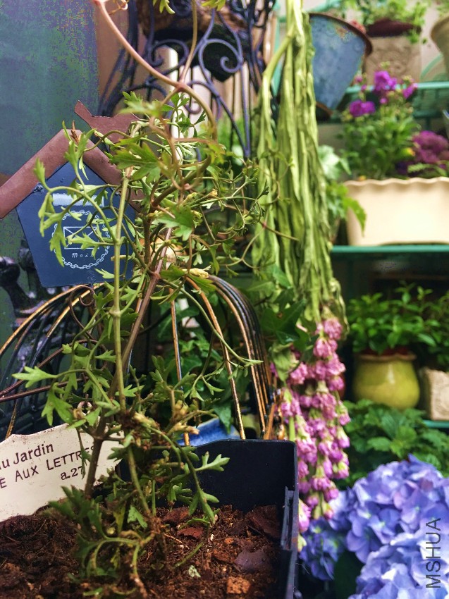 Ƥ����̫�ɰ� ��������