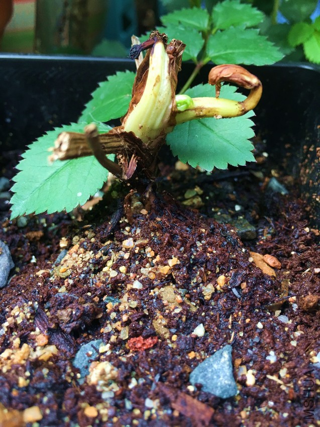 ������������� ��ѿ�� ������ƿ���������