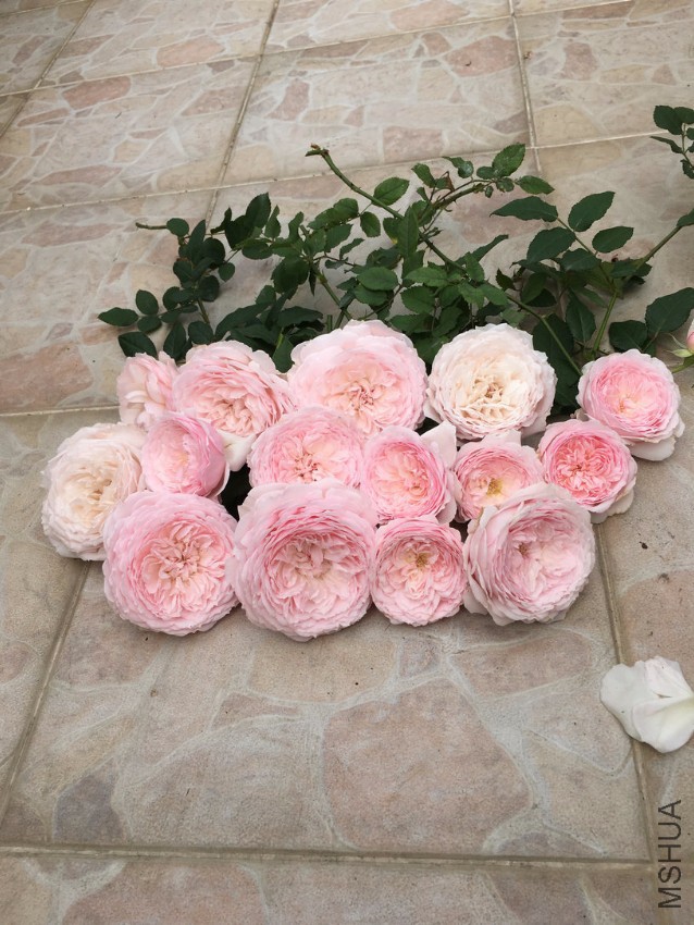IMG_6125_1.JPG