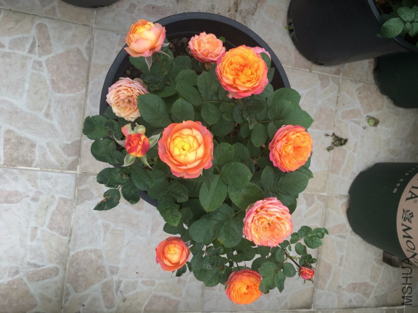 QQͼƬ20170323115007.jpg