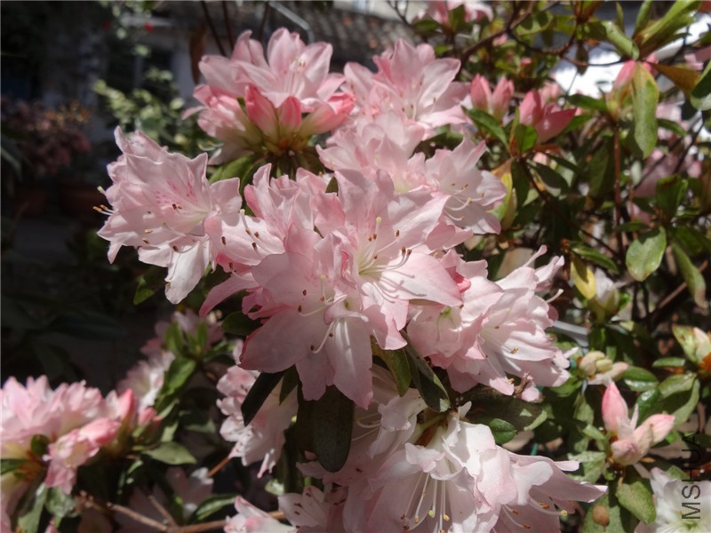 DSC02778.jpg