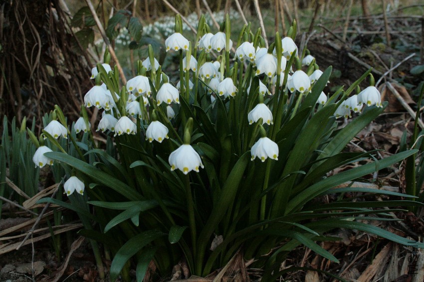 11_Spring Snowflake.jpg