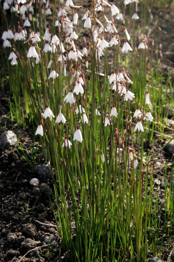 31-08-2010_Leucojum-autumnale-habitus.jpg