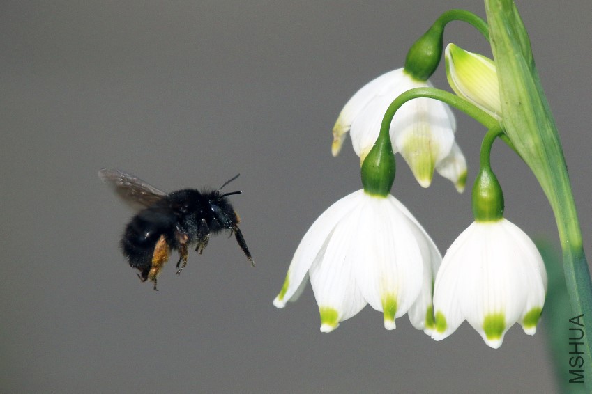 Hairy-Footed_Flower_Bee_(Anthophora_plumipes)_on_Spring_Snowflake_(Leucojum_vernum).jpg