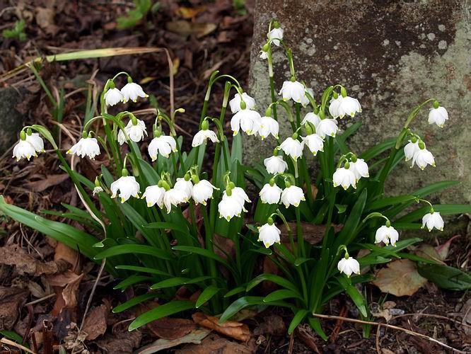 Leucojum vernum 'Podpolozje'.jpg