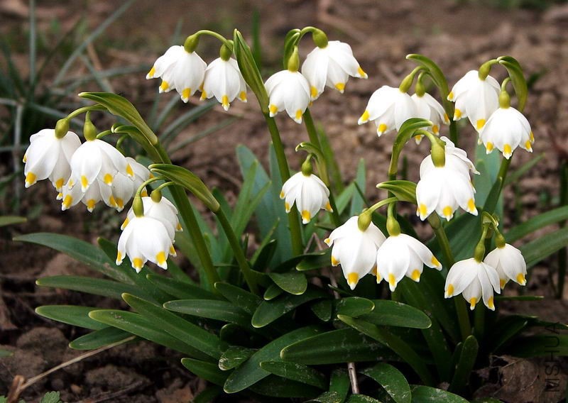 leucojum.jpg