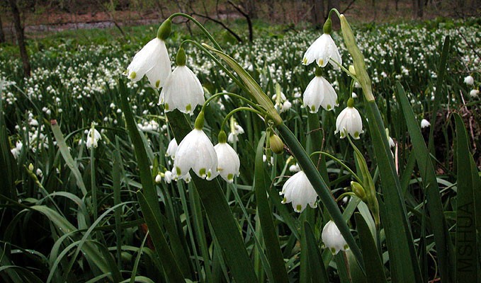 leucojum_aestivum_2.jpg
