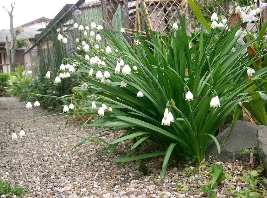 Leucojum_aestivum7.jpg