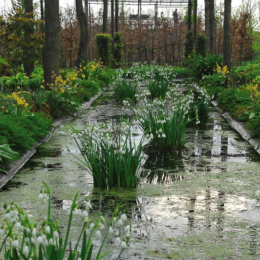 leucojum_gravetye_giant_ibc_1200.jpg