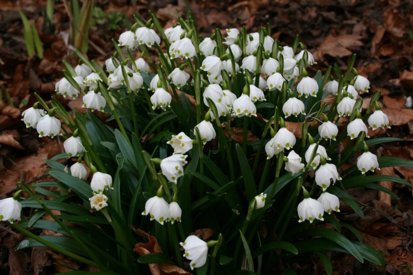 Leucojum_vernum_1_1024x1024.jpg