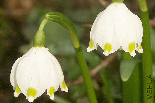 Leucojum_vernum_200305a_licensedunderCCbySA3pt0_crop.jpg